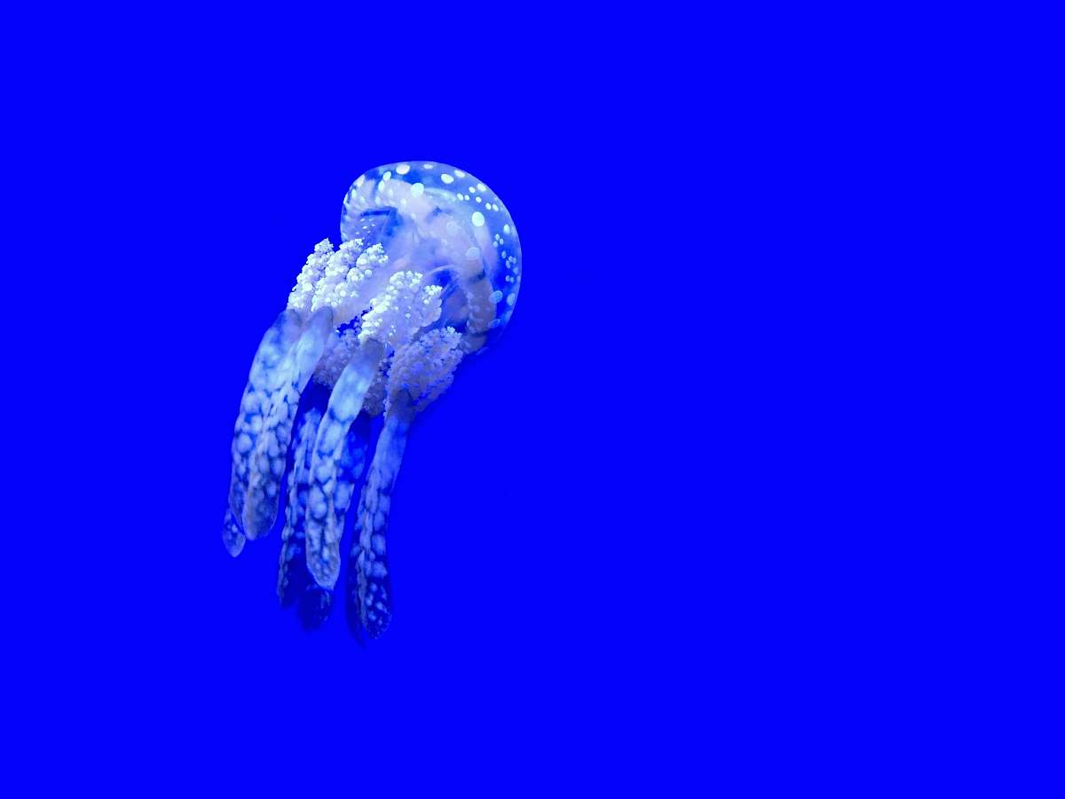 sea life white and grey jellyfish jellyfish